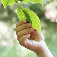 Arborist Consultation