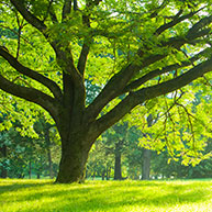 Tree Pruning