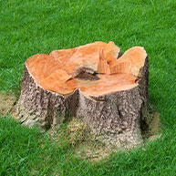 Tree & Stump Removal
